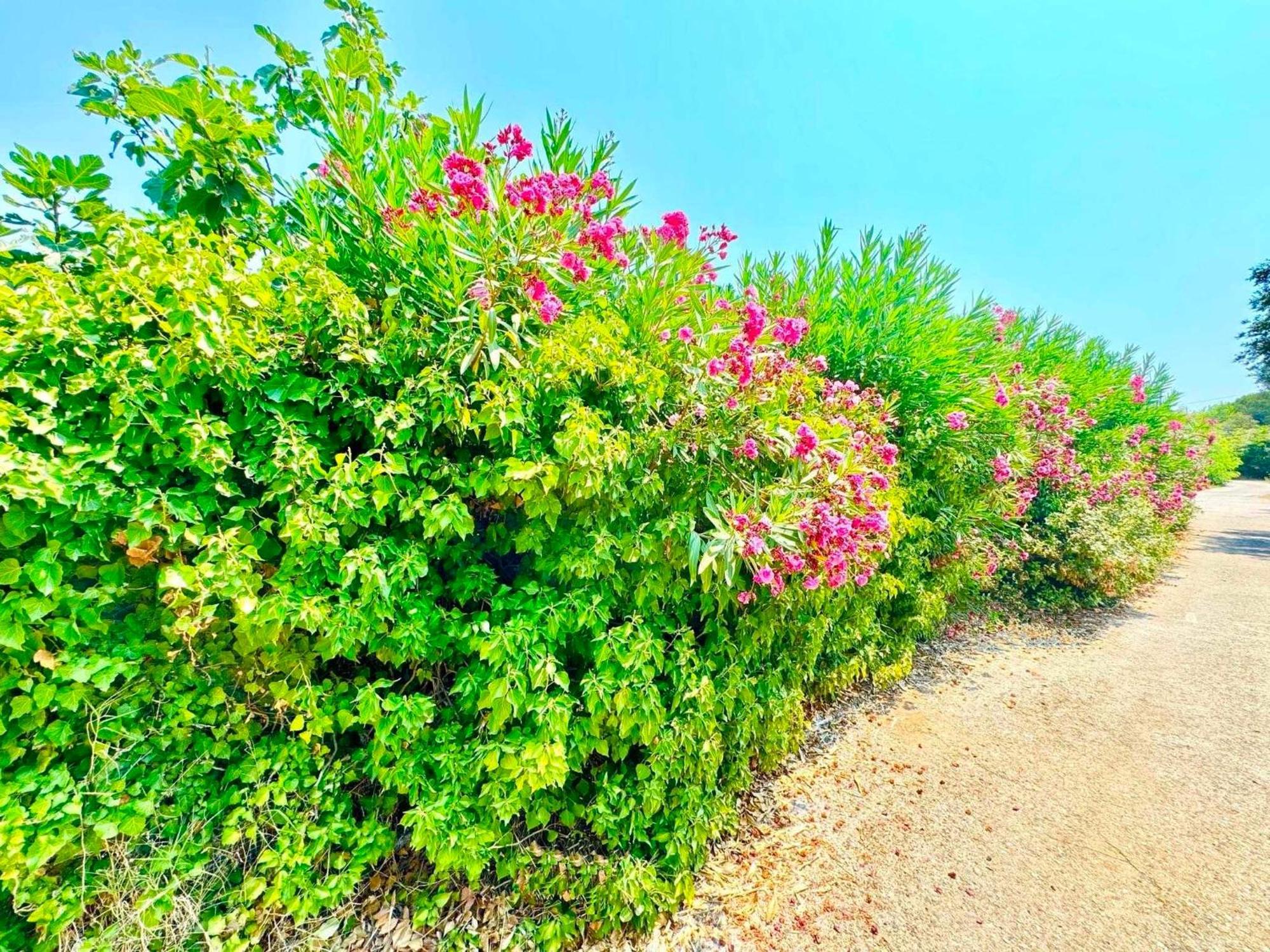 Tetraktys Estate Beachside Υδωρ Ágios Matthaíos Kültér fotó